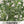 Winter Savory Herb Seeds For Planting (Satureja montana)