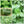 Green Shiso Seeds For Planting (Perilla frutescens)