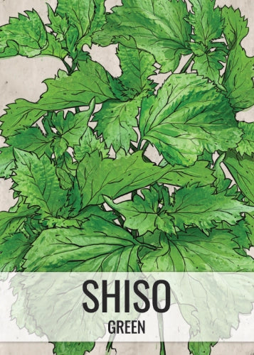Green Shiso Seeds For Planting (Perilla frutescens)