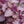 Red Shiso Seeds For Planting (Perilla frutescens)