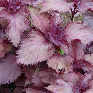 Red Shiso Seeds For Planting (Perilla frutescens)