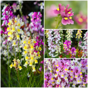 Spurred Snapdragon Seeds For Planting "Dwarf / Fairy Bouquet" (Linaria maroccana)