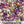 Spurred Snapdragon Seeds For Planting 