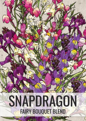Spurred Snapdragon Seeds For Planting "Dwarf / Fairy Bouquet" (Linaria maroccana)
