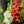 Snapdragon Seeds For Planting Tetra Blend (Antirrhinum majus)