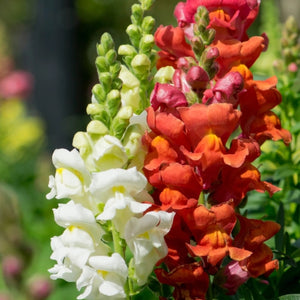 Snapdragon Seeds For Planting Tetra Blend (Antirrhinum majus)