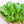 Large Leaf Sorrel Seeds For Planting (Rumex acetosa)