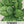 Large Leaf Sorrel Seeds For Planting (Rumex acetosa)