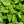 Spearmint Herb Seeds For Planting (Mentha spicata)