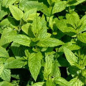 Spearmint Herb Seeds For Planting (Mentha spicata)