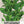 Spearmint Herb Seeds For Planting (Mentha spicata)