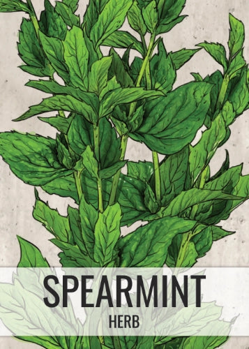 Spearmint Herb Seeds For Planting (Mentha spicata)
