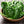 Bloomsdale Long Standing Spinach Seeds For Planting (Spinacia oleracea)