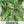 Bloomsdale Long Standing Spinach Seeds For Planting (Spinacia oleracea)