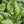 Giant Noble Spinach Seeds For Planting (Spinacia oleracea)