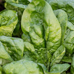 Giant Noble Spinach Seeds For Planting (Spinacia oleracea)