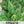 Giant Noble Spinach Seeds For Planting (Spinacia oleracea)