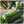 Black Beauty Zucchini, Summer Squash Seeds For Planting (Cucurbita pepo)