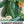Black Beauty Zucchini, Summer Squash Seeds For Planting (Cucurbita pepo)