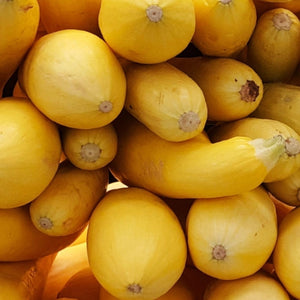 Early Prolific Straightneck Summer Squash Seeds For Planting (Cucurbita pepo)