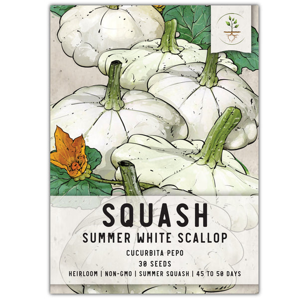 Early White Scallop Summer Squash Seeds For Planting (Cucurbita pepo)