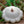 Early White Scallop Summer Squash Seeds For Planting (Cucurbita pepo)