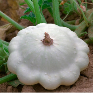 Early White Scallop Summer Squash Seeds For Planting (Cucurbita pepo)