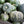 Burgess Buttercup Winter Squash Seeds For Planting (Cucurbita pepo)