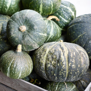 Burgess Buttercup Winter Squash Seeds For Planting (Cucurbita pepo)