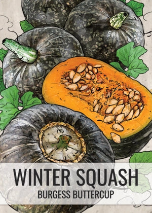 Burgess Buttercup Winter Squash Seeds For Planting (Cucurbita pepo)