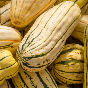 Delicata Winter Squash Seeds For Planting (Cucurbita pepo)
