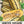 Delicata Winter Squash Seeds For Planting (Cucurbita pepo)