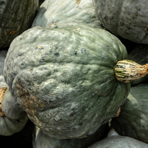 Green Hubbard Winter Squash Seeds For Planting (Cucurbita maxima)