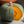 Sweet Meat Winter Squash Seeds For Planting (Cucurbita maxima)