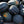 Table King Acorn Winter Squash Seeds For Planting (Cucurbita pepo)