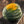 Table Queen Acorn Winter Squash Seeds For Planting (Cucurbita pepo)