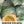 Table Queen Acorn Winter Squash Seeds For Planting (Cucurbita pepo)
