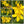 St. Johns Wort Herb Seeds For Planting (Hypericum perforatum)