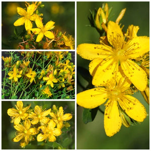 St. Johns Wort Herb Seeds For Planting (Hypericum perforatum)