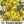 St. Johns Wort Herb Seeds For Planting (Hypericum perforatum)