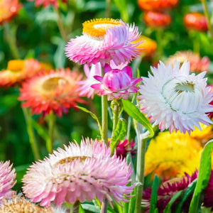 Strawflower Seed Mixture (Helichrysum bracteatum)
