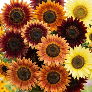 Autumn Beauty Sunflower Seeds For Planting (Helianthus annuus)