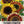 Autumn Beauty Sunflower Seeds For Planting (Helianthus annuus)
