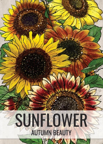 Autumn Beauty Sunflower Seeds For Planting (Helianthus annuus)