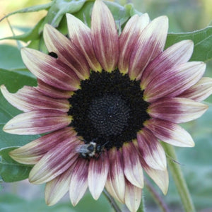 Cherry Rose Sunflower Seeds For Planting (Helianthus annuus)