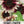 Cherry Rose Sunflower Seeds For Planting (Helianthus annuus)
