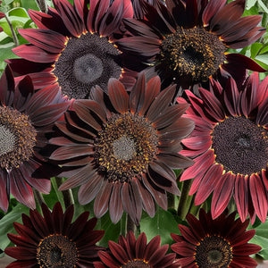 Chocolate Cherry Sunflower Seeds For Planting (Helianthus annuus)