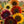 Sunset Blend Sunflower Seeds For Planting (Helianthus annuus) 7 Varieties