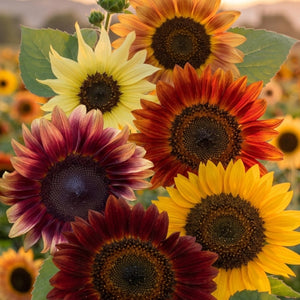 Sunset Blend Sunflower Seeds For Planting (Helianthus annuus) 7 Varieties