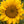 Dwarf Sunspot Sunflower Seeds For Planting (Helianthus annuus)